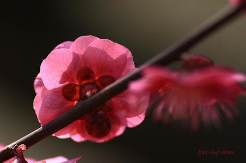 紅梅