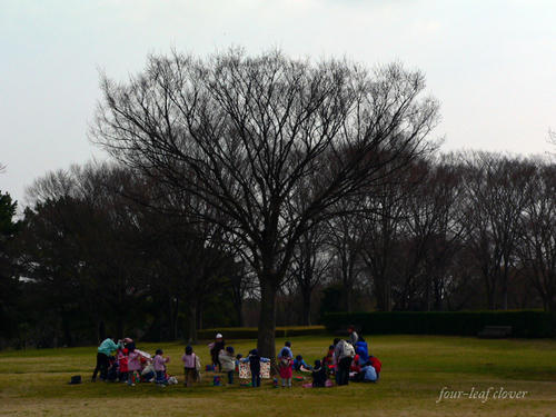 万博公園の木