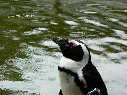 瞳を閉じて、雨に当たるペンギン君