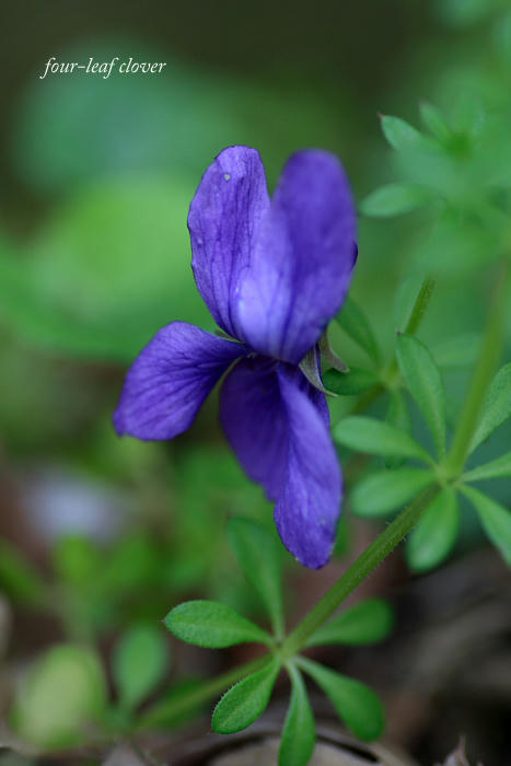 菫の花は初恋の思い出