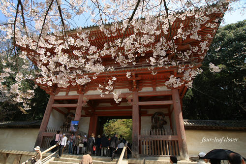 醍醐寺桜