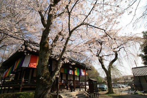 醍醐寺の桜