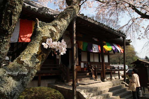 醍醐寺の桜