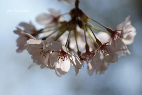 醍醐寺の桜