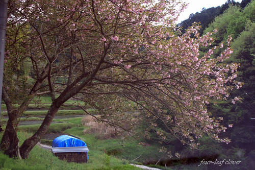 八重桜