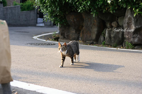 石切で出会った猫