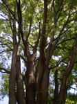 P4270042.JPG