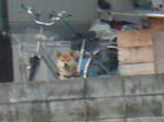 animals2.JPG