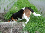 animals3.JPG