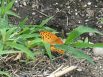 butterfly.JPG