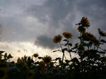 sunflower.JPG