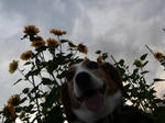 sunflower2.JPG