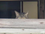 todayscat4.JPG