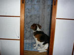 dotti2.JPG