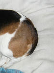 mol.JPG