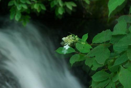 IMGP3356.jpg
