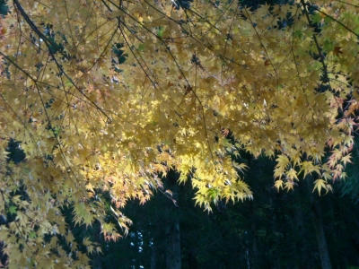 DSCN5117.jpg