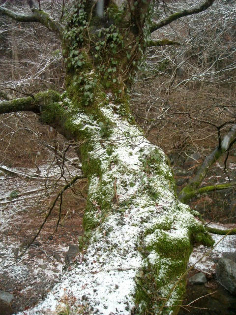 DSCN5468.jpg