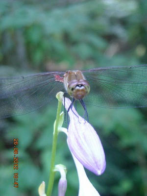 DSCN6108.jpg