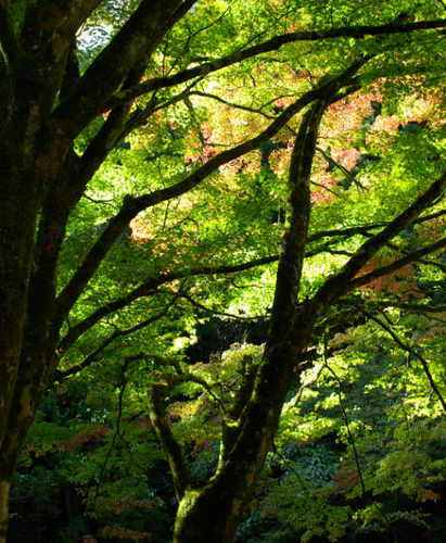 c80930a6.png