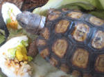kame&amp;makizusi