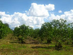 ｃｏｆｆｅｅｔｒｅｅ