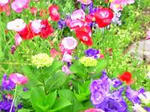 s_20080515235755_10.jpg
