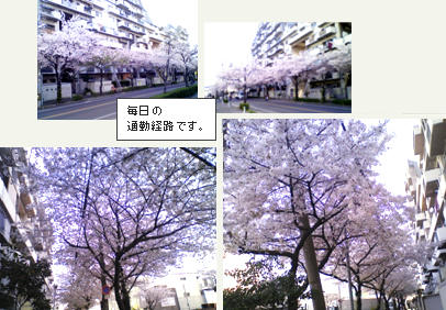 sakura2.jpg