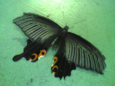 5faef86a.jpg