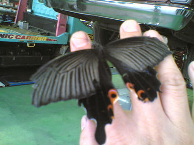 b964593cjpeg