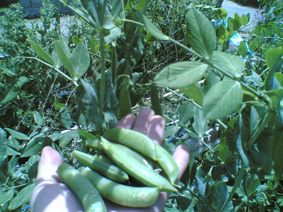 20080601.jpg