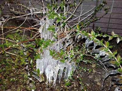 20090111276.jpg