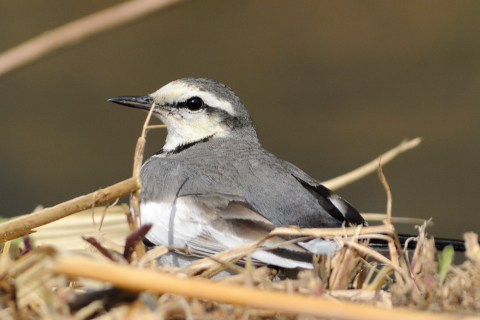 ビンさま専用 日本固有種 セグロセキレイ 木彫りの野鳥 野鳥彫刻