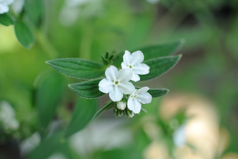 ムラサキの花は武蔵野から忘れられてしまった その他 まるごと玉川上水ブログ