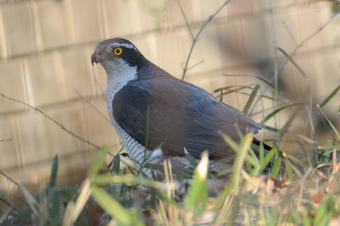 オオタカ 玉川上水の野鳥 まるごと玉川上水ブログ