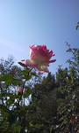 薔薇園の皇室ローズ