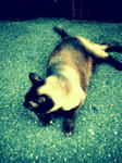 猫2