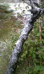 PAP_0002.JPG