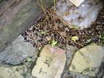 DSCF6305.JPG
