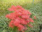 DSCF6428.JPG
