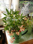 DSCF6786.JPG