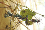 DSCF7025.JPG