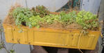 DSCF7159.JPG