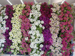 DSCF7669.JPG