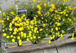 DSCF8053.JPG
