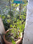 DSCF8046.JPG