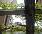 DSCF8249.JPG