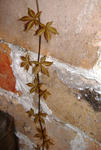 DSCF8250.JPG