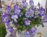 DSCF8203.JPG