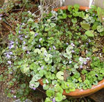 DSCF8238.JPG